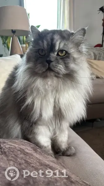 Chat Persan gris perdu, 6kg, Toulouse - photo