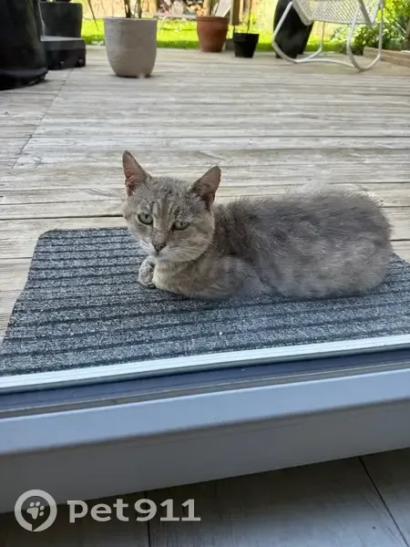 Chat errant trouvé à Saint-Souplet - photo
