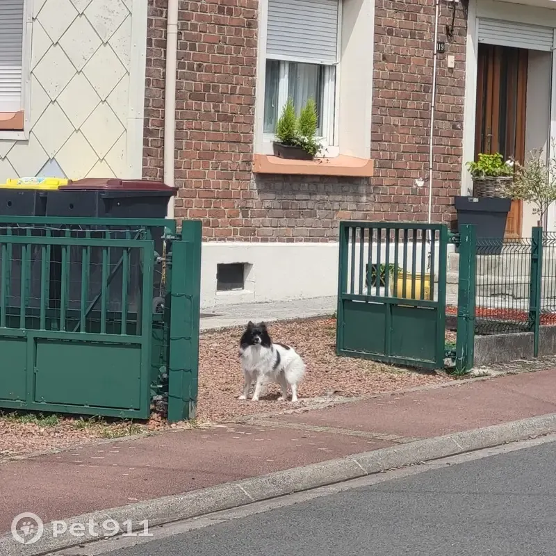 Chien blanc et noir craintif à Lens - photo