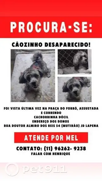 Cachorro perdido Fêmea (brl001043) - photo