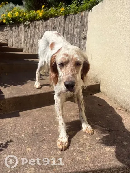 Chien errant beige/marron trouvé à Osny - photo