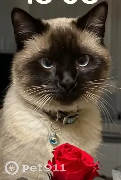 Chat beige perdu, oreilles et pattes foncées - photo