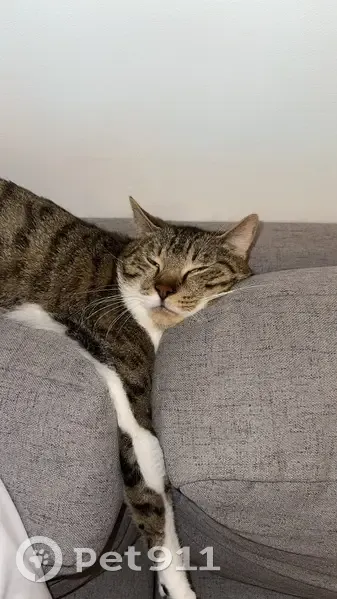 Chat perdu à Fegersheim : blanc et tigré - photo