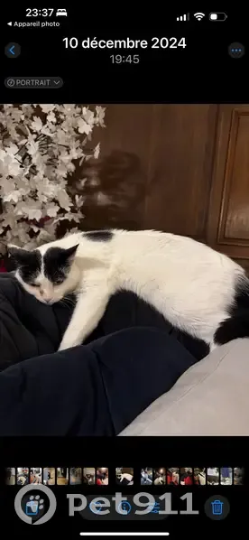 Chat perdu : mâle blanc taches noires Dijon - photo