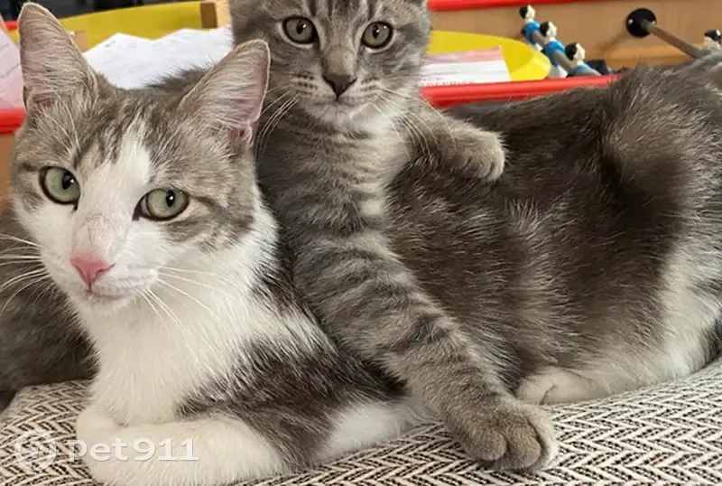 Chatte blanche/grise perdue à Nîmes - photo