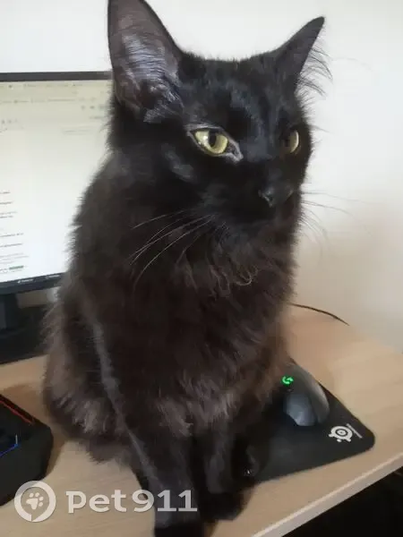 Chat noir perdu, poil long, yeux jaunes - photo