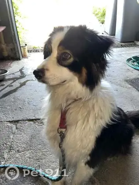 Chienne trouvée Rue des Crocs, Saint-Hilaire - photo
