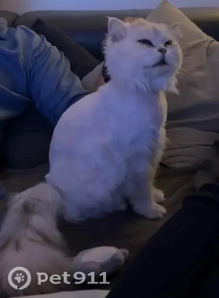 Chatte perdue à Crisenoy depuis le 26 mai - photo