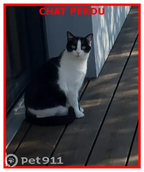 Chatte perdue, noire/blanche, craintive, Andernos - photo
