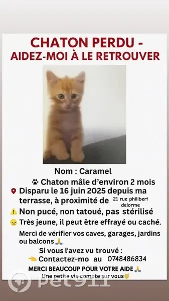 Chaton roux perdu à Perpignan - photo