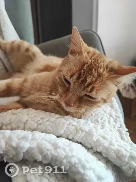 Petit chat roux perdu à Berre-l'Étang - photo