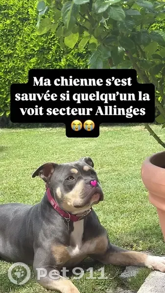 Chienne grise et beige perdue à Allinges - photo