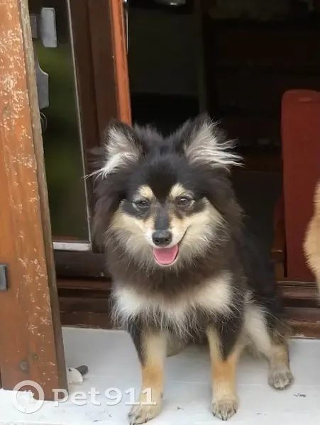 Chienne perdue noir et fauve à Lyon - photo