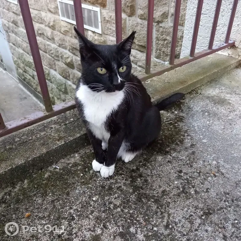 Chatte noire et blanche trouvée à Nantes - photo