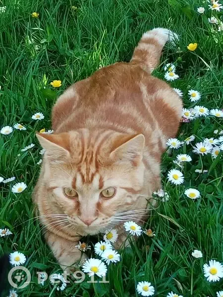 Chat tigré roux perdu à Douarnenez - photo