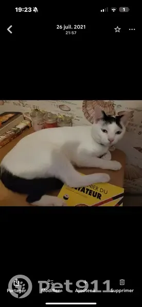 Chat perdu: Blanche/noir, oreilles coupées - photo