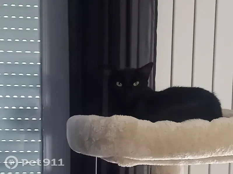 Soucquette, chat noir perdu à Semussac - photo