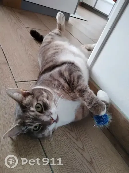 Chat perdu : Gris tigré, Loury, 16-17 juin - photo