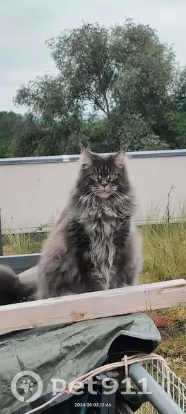 Chat perdu : Thanos, grand gris poil long - photo