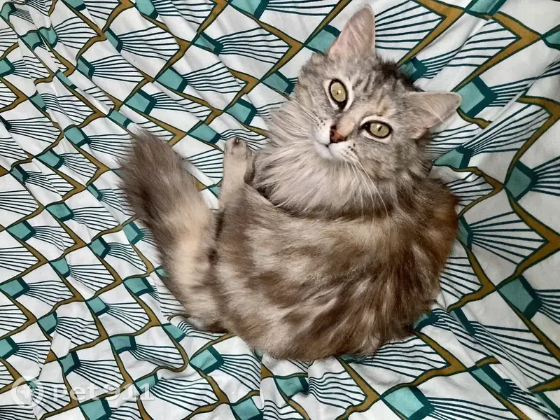 Chatte grise perdue à Gétigné - photo