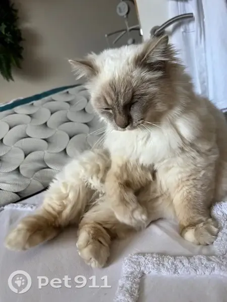 Chat sacré de Birmanie perdu, un œil manquant - photo