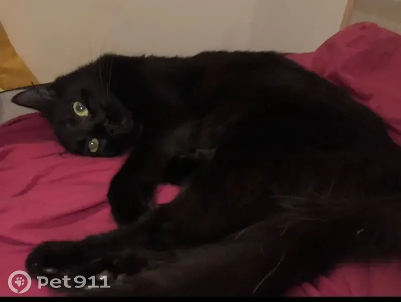 Chat perdue noire, maigre, yeux jaunes, Nancy - photo