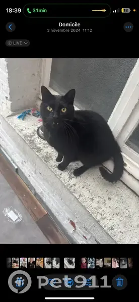 Chat perdue Rue Dammartin, Roubaix - photo