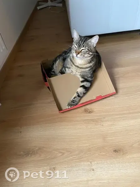 Chat perdue yeux verts Lempdes - photo