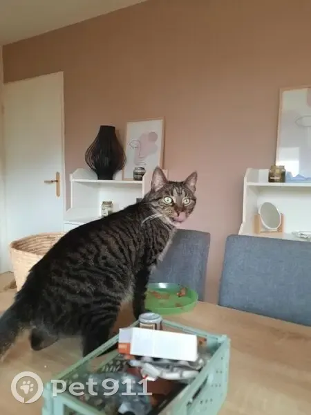 Jeune chatte tigrée trouvée à Quesnoy-sur-Deûle - photo