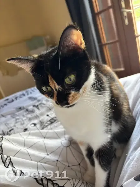 Chatte perdue: Athéna, écaille de tortue - photo