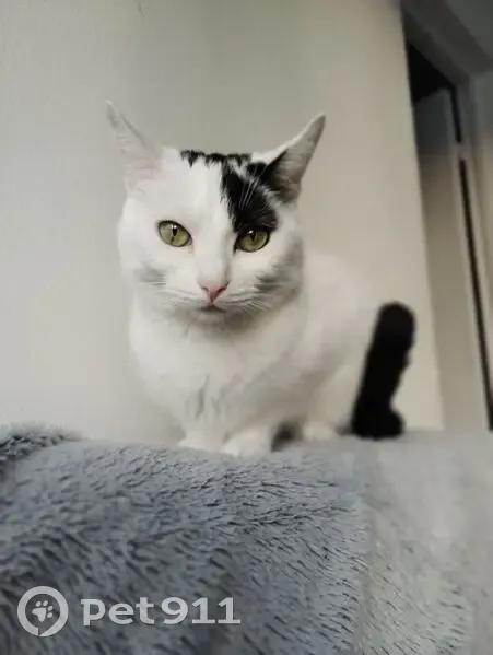 Chatte perdue à Ozoir-la-Ferrière - photo