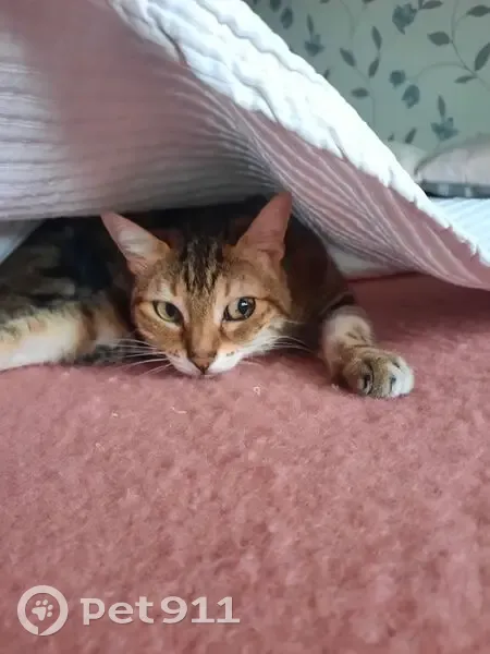 Chatte tigrée perdue à Beaumont - photo