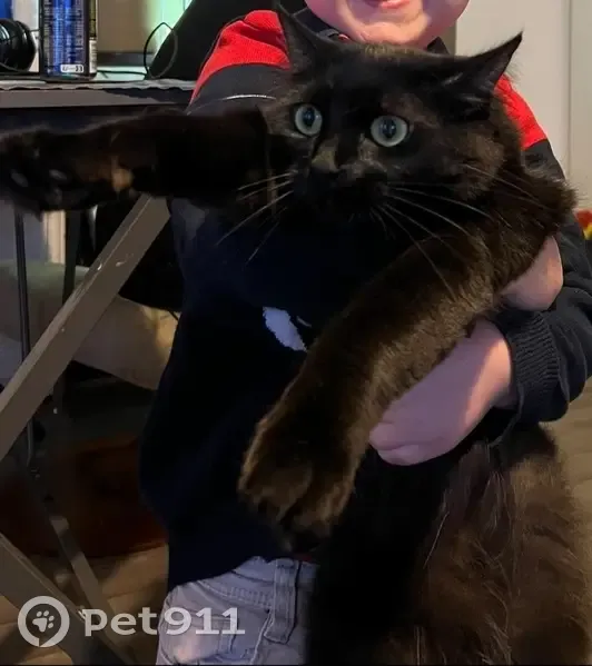 Chatte noire perdue, poil mi-long, Nancy - photo