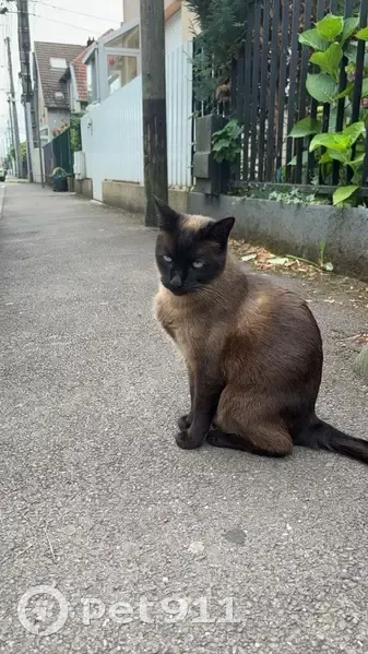 Chatte perdue marron/beige à Talange - photo