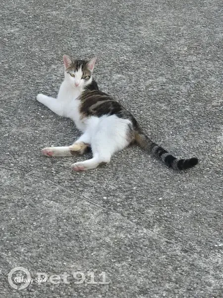 Simba, chat sociable perdu à Argenteuil - photo