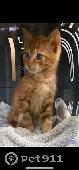 Chaton roux perdu à Poitiers - photo