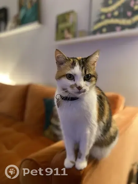 Chatte tricolore 14 ans perdue à Vichy - photo