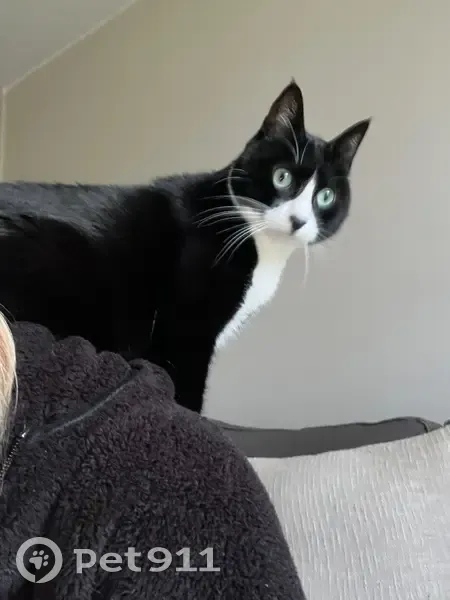 Chat perdu à Maclas, très craintif - photo