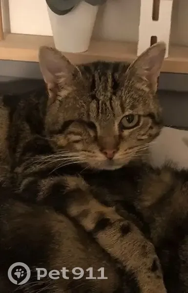 Chat tigré perdu, un œil, Pantin - photo