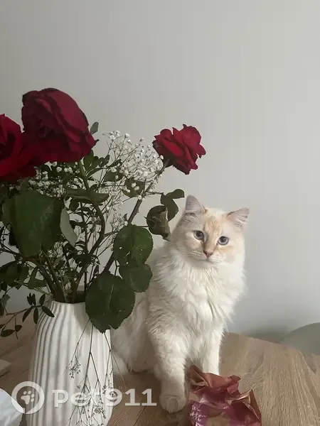 Chat perdu: Yuki, blanc et roux, Argenteuil - photo