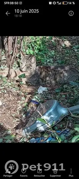 Chat sauvage trouvé à Suresnes - photo
