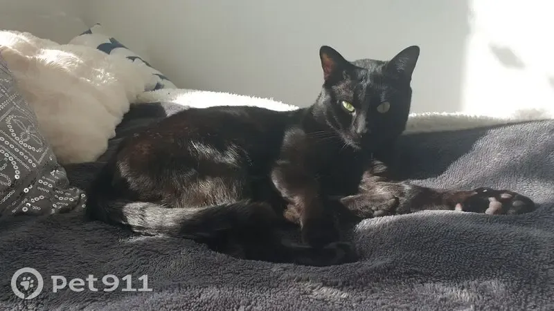 Chat noir Keria disparu à Gonesse - photo
