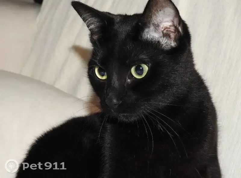 Chatte noire perdue à Saran, 19 juin - photo