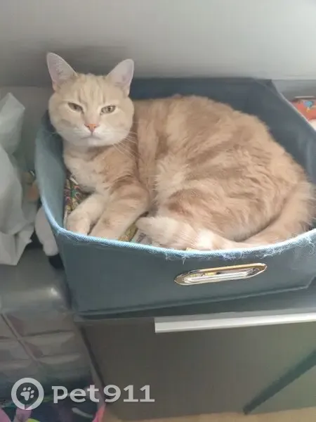Chat roux clair perdu à Nantes - photo