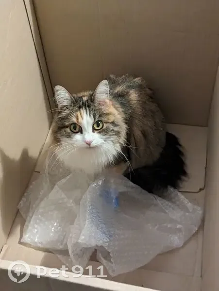 Chatte perdue, pelage blanc/gris/roux, Lyon - photo