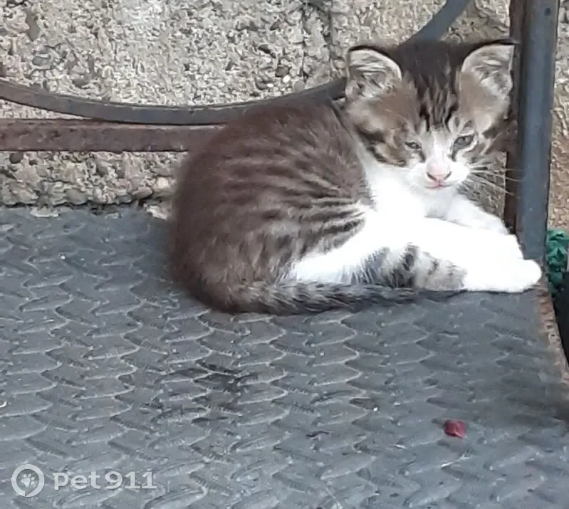 Chatte blanche/grise perdue à Saint-Hilaire - photo
