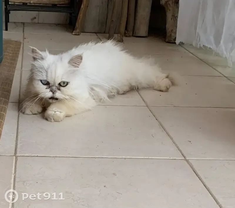Chatte blanche trouvée à Porto-Vecchio - photo