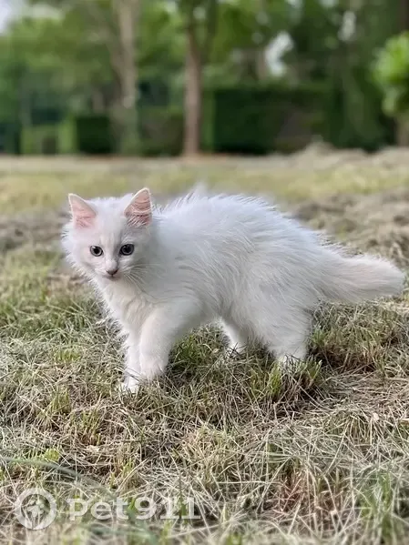Chaton perdu, Rue des Bons Enfants, Nîmes - photo