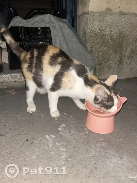 Chat enceinte trouvée à Laxou D39, 8 - photo