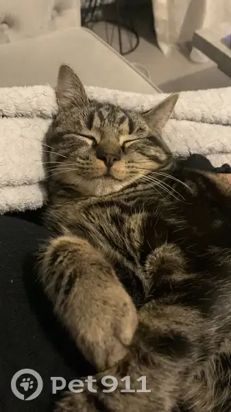 Chat Perdu: Athena, Tigrée Câline à Rosières - photo